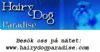 Hairy Dog Paradise
